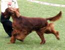 Mendoza Kennel Club