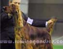 Cordoba Kennel Club