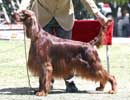 MENDOZA KENNEL CLUB